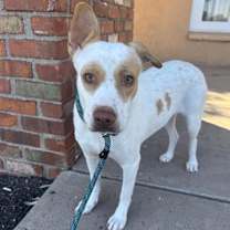 adopt-pet