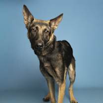 adopt-pet