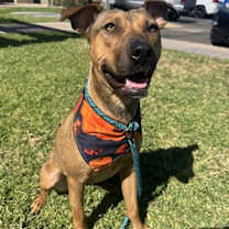 adopt-pet