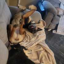 Thumbnail photo of Shiba #2