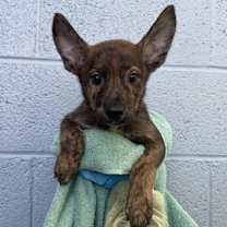 adopt-pet