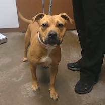 adopt-pet