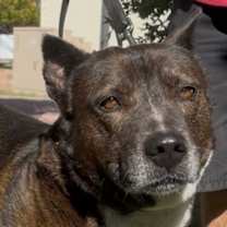 adopt-pet