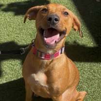 adopt-pet