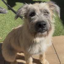 adopt-pet