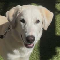 adopt-pet