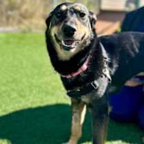 adopt-pet