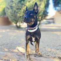 adopt-pet