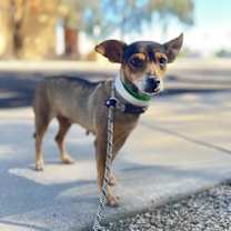 adopt-pet