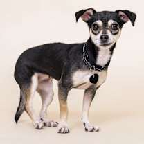 adopt-pet
