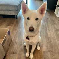 adopt-pet