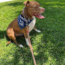 adopt-pet