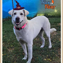 adopt-pet