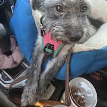 adopt-pet