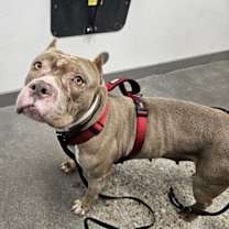 adopt-pet