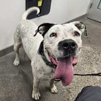 adopt-pet