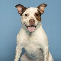 adopt-pet