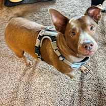 Thumbnail photo of Sugar #1