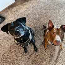 Thumbnail photo of Sugar #3