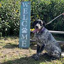 Thumbnail photo of Lacey #1