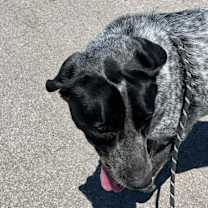 Thumbnail photo of Lacey #2