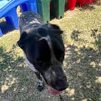 Thumbnail photo of Lacey #4