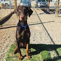 Thumbnail photo of Raditz #3