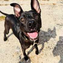 Thumbnail photo of Oscar #4