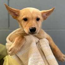 adopt-pet
