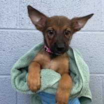adopt-pet