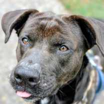 Thumbnail photo of Brock #2