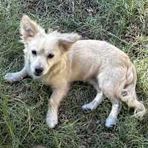 adopt-pet