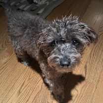 adopt-pet