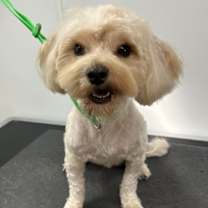 adopt-pet