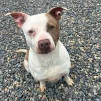 Thumbnail photo of Sissy #1