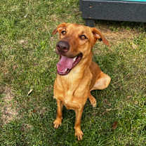 Thumbnail photo of Royal #1