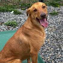 Thumbnail photo of Royal #3