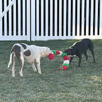 Thumbnail photo of Kilo #4