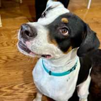 Thumbnail photo of Stewart #4