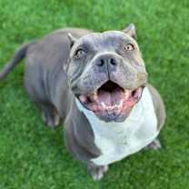 Thumbnail photo of Beretta #1