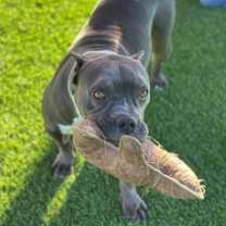 Thumbnail photo of Beretta #4