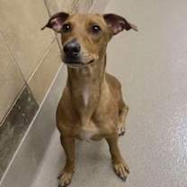 adopt-pet