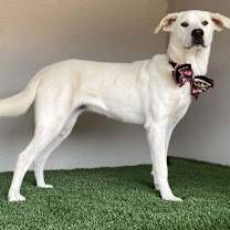 Thumbnail photo of Goldie #3