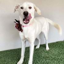 Thumbnail photo of Goldie #4