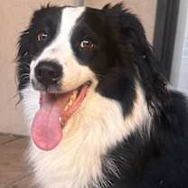 adopt-pet