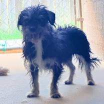 adopt-pet