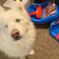 Thumbnail photo of Jack #3