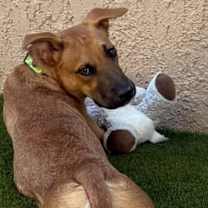 adopt-pet
