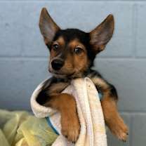 adopt-pet