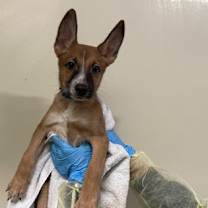 adopt-pet